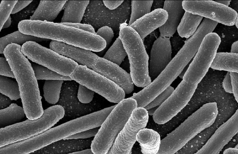 Bacterias E.Coli. Foto: Wikipedia